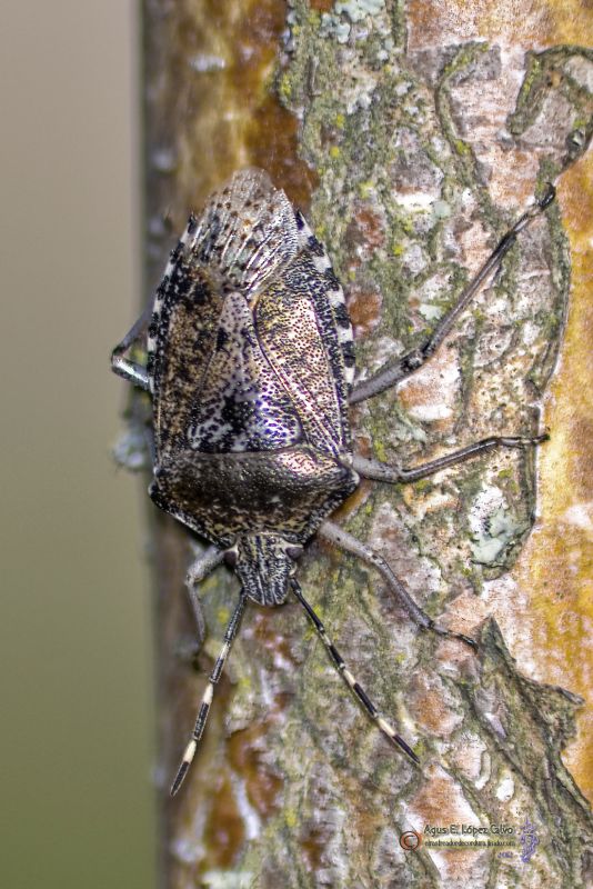 Chinche de las bayas. Dolycoris baccarum .jpg